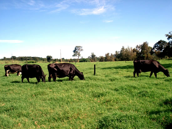 http://www.ideagri.com.br/siteideagridados/imgs/SantaMariaBerjoAlegreJunho09003.jpg http://www.ideagri.com.br/siteideagridados/imgs/SantaMariaBerjoAlegreJunho09003.jpg