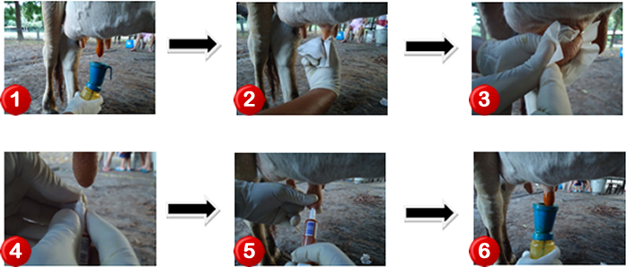 Sequência de procedimentos visando a desinfecção do teto antes e após o tratamento evitando a introdução de micro-organismos
