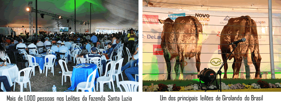 Leilões Santa Luzia